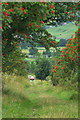 Bridleway  from the fell, Daddry Shield