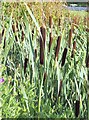 SU0627 : Greater Reedmace (Typha latifola) by Maigheach-gheal