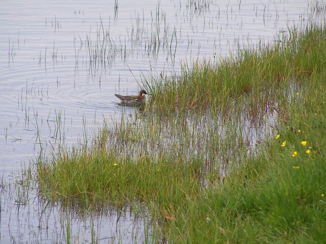 Northern shore of the Loch of Funzie with Red-necked Phalarope feeding.