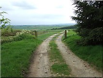SO2187 : Bridleway off Kerry Ridgeway by Anne