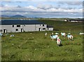 Colourful sheep at Breascleit Community Centre