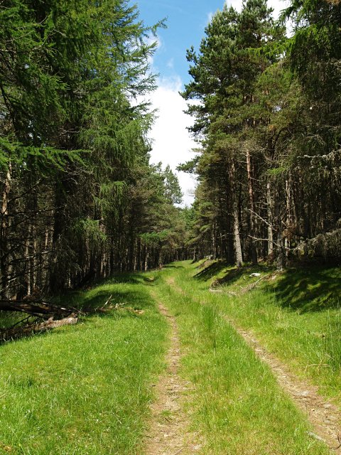 Forest Track, Glenhead Plantation