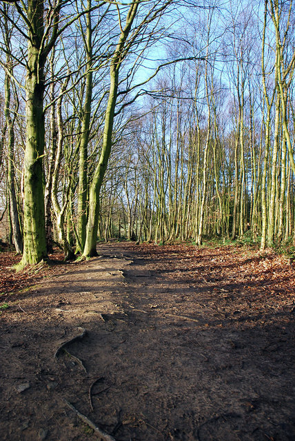 Wither Wood - Denby Dale