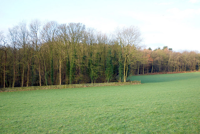 Wither Wood - Denby Dale