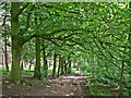 Manley - view along the Delamere Way