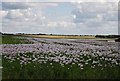 Poppy field on Tenantry Farm