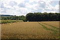 Crops growing south of Old Shaftsbury Drove