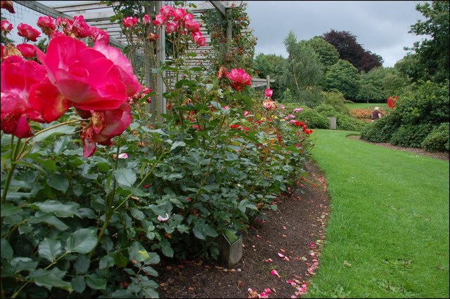 Roses, Dixon Park, Belfast (1)