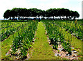 Trees and crops near Ludgvan Leaze