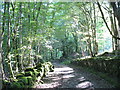 Old estate road through the woodland