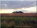 TL0771 : Copse in  wheatfield by Les Harvey