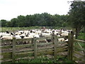 Sheep pen near Moorhouse