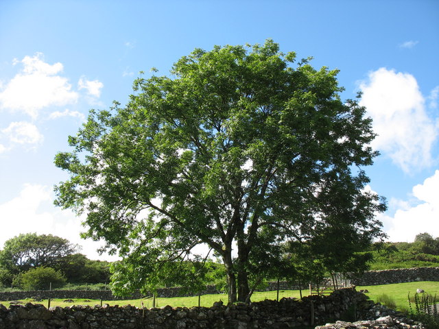 Tree above the old sheep dip