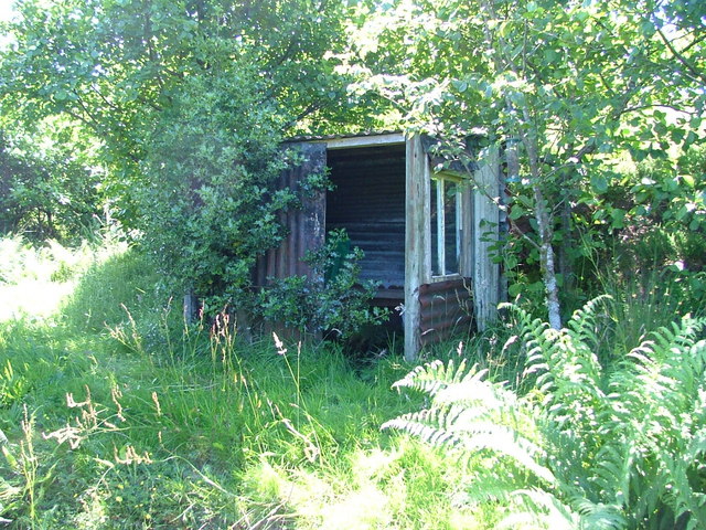 Shelter in Iain's Wood