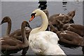 Swan and cygnets near the Newry canal