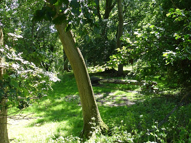 Woodland near the Gaer