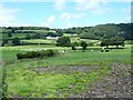 Cattle at Moydog Fawr