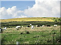 SD6812 : Cattle near Cunliffe's Farm by Alexander P Kapp