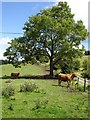 Cattle near Figyn Wood