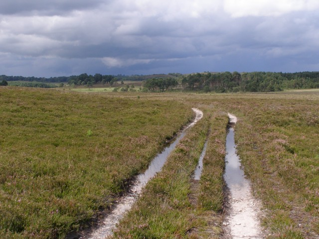 Track on Kingston Great Common, New Forest
