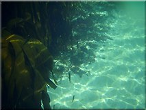 NM4369 : Kelp forest, Sanna bay by David Baird