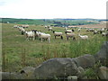 Sheep flock at Hillhead