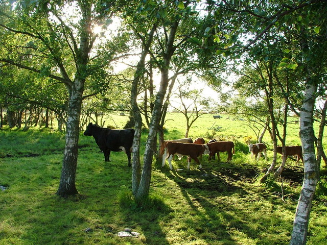 Cows in trees at the edge of a field