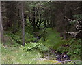 NY6494 : Stream in the forest east of Kielder Village by Kenneth   Ross