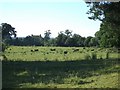 Bulls in a Field