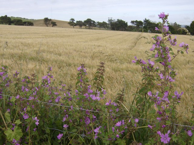 Common mallow and barley