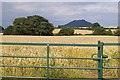 SJ5806 : Ripening wheat near Dryton by Peter Craine