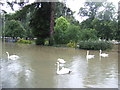 Swans on the Waterside