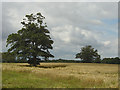 Cornfield near Rossington Hall