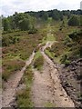 Track up Whitefield Hill, New Forest