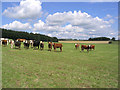 Livestock field