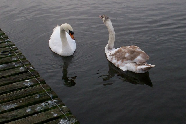 Swan with one of the cygnets at Kinnego... © P Flannagan cc-by-sa/2.0 ...