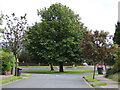 Tree at Bradley Road / Park Hill