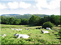 A Charolais bull and his harem at Rhedyn-cochion