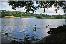SD3695 : Esthwaite Water by Kate Jewell
