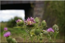 TL3555 : Close-up of thistles with railway bridge in background by Fractal Angel