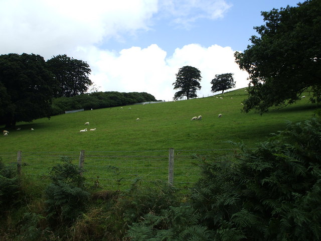 Field and woods near Trawscoed