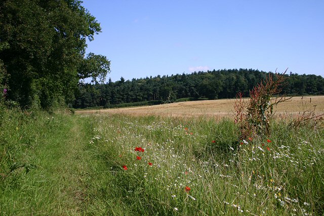 Footpath to Tulip Hill