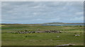 Ruin on the edge of the machair.