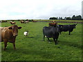 Animals in pasture east of Mains of Thornton