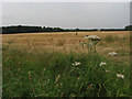 Field near Holly Heath Farm