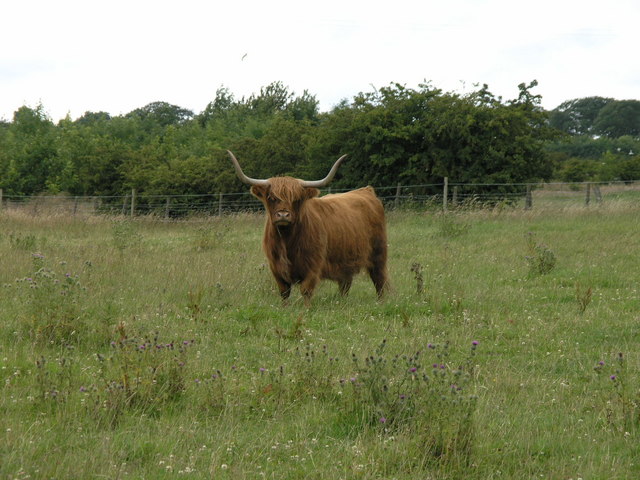 Horned Beast. Old Iversley Farm.