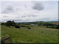 Field. Hollybush in the distance.