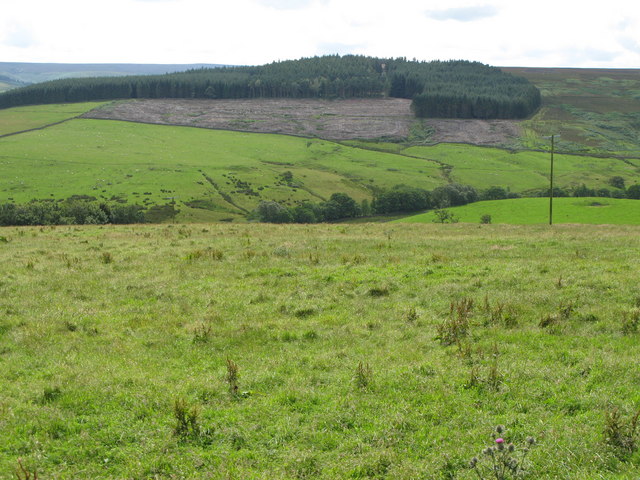 The valley of Reeding Burn and Whitehill Plantation