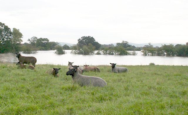 Sheep and Floods