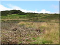 Moorland and grouse